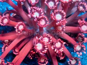 Crimson Blaze Goniopora