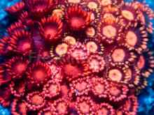 Load image into Gallery viewer, Firestorm Goniopora – Australian Red Combo