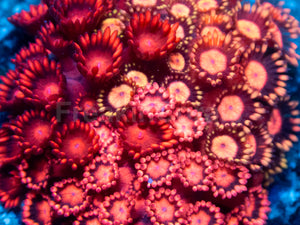 Firestorm Goniopora – Australian Red Combo
