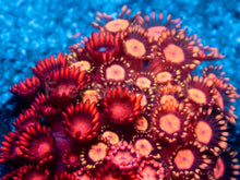 Load image into Gallery viewer, Firestorm Goniopora – Australian Red Combo