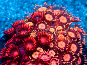 Firestorm Goniopora – Australian Red Combo
