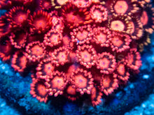 Load image into Gallery viewer, Firestorm Goniopora – Australian Red Combo