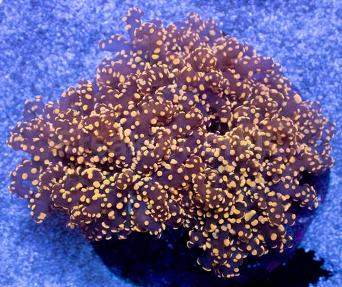 Solar Flame Yamamensis Euphyllia