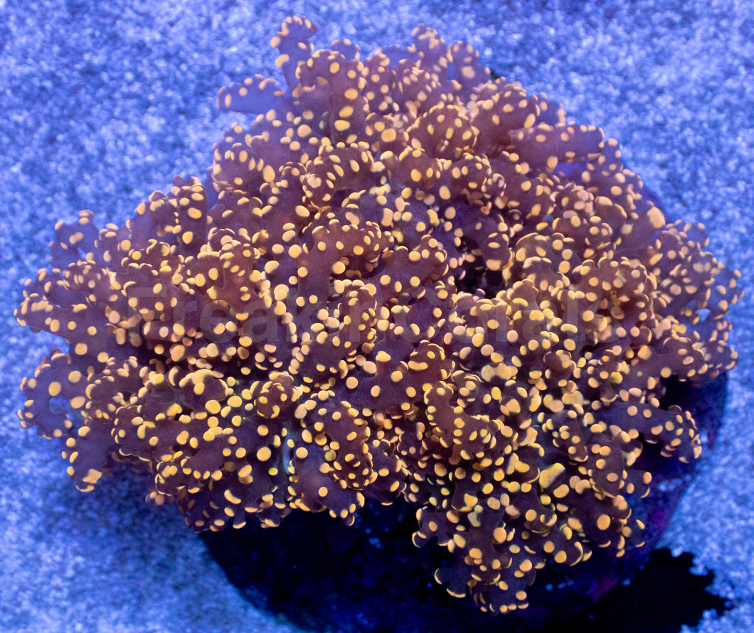 Solar Flame Yamamensis Euphyllia