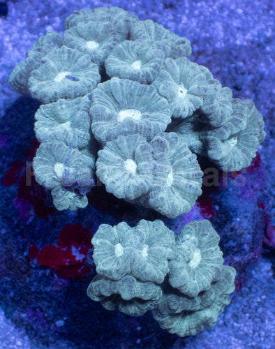 Trio Blaze Caulastrea – Cut-to-Order