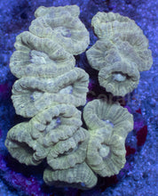 Load image into Gallery viewer, Trio Blaze Caulastrea – Cut-to-Order