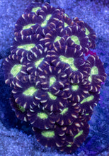 Load image into Gallery viewer, Trio Blaze Caulastrea – Cut-to-Order