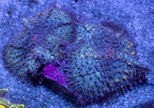 Load image into Gallery viewer, Black Mamba Rhodactis
