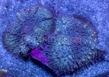 Load image into Gallery viewer, Black Mamba Rhodactis