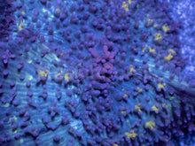 Load image into Gallery viewer, Black Mamba Rhodactis