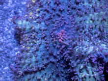 Load image into Gallery viewer, Black Mamba Rhodactis