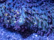 Load image into Gallery viewer, Black Mamba Rhodactis