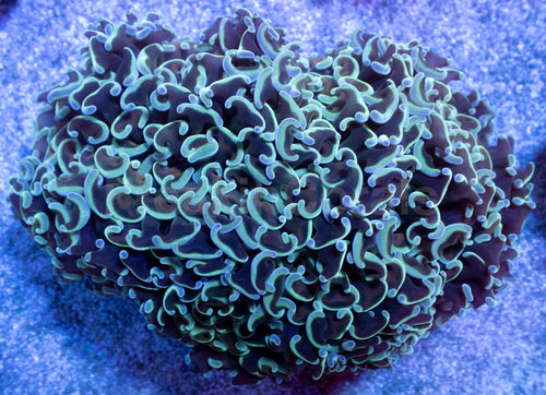 Mintwave Euphyllia Ancora