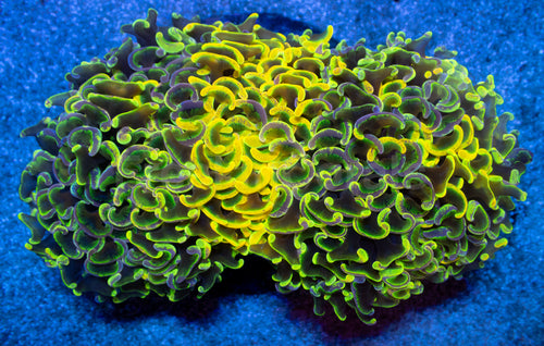 Toxic Sun Euphyllia Ancora