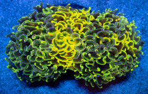 Toxic Sun Euphyllia Ancora