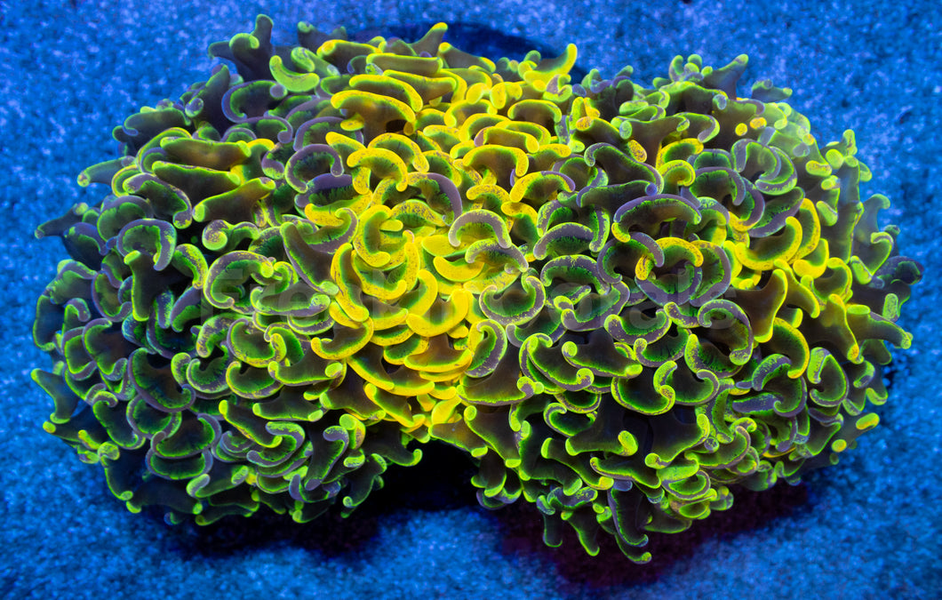 Toxic Sun Euphyllia Ancora