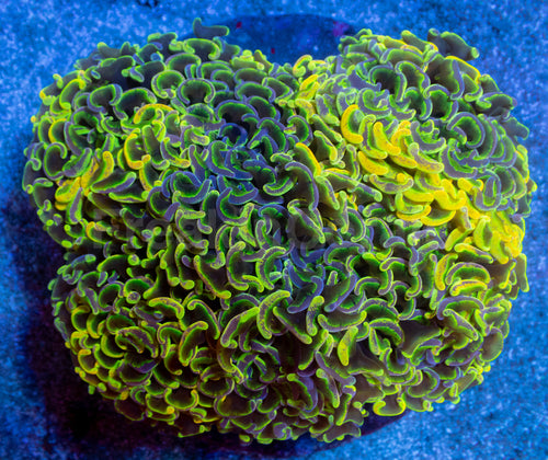 Toxic Sun Euphyllia Ancora