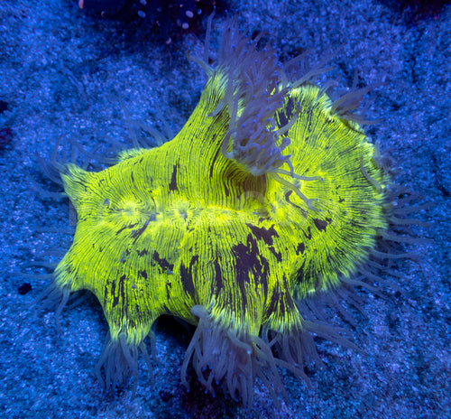 ElectroBuzz Catalaphyllia