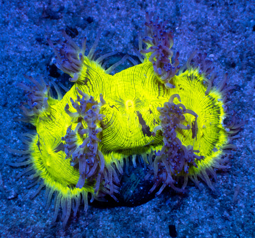 ElectroBuzz Catalaphyllia