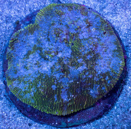 Ocean Stripes Mycedium