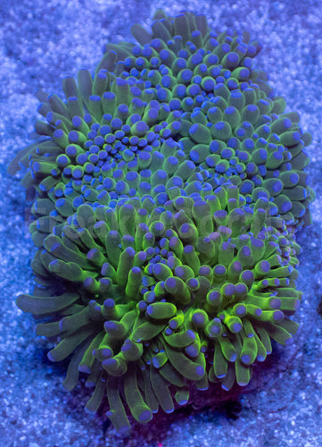 Blue Halo Torch Euphyllia