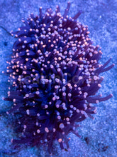 Load image into Gallery viewer, Galaxy Torch Euphyllia