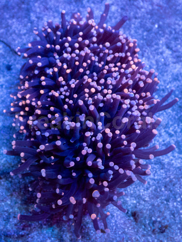 Galaxy Torch Euphyllia