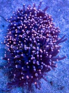 Galaxy Torch Euphyllia