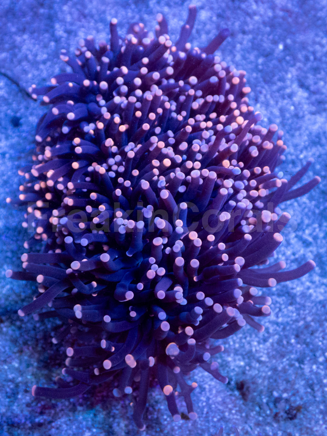 Galaxy Torch Euphyllia