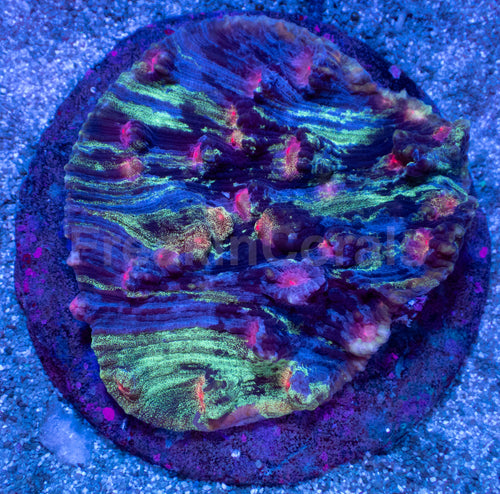 Galaxy Stripes Mycedium