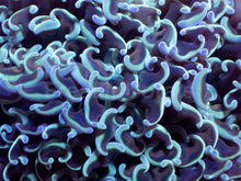 Load image into Gallery viewer, Mintwave Euphyllia Ancora