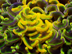 Toxic Sun Euphyllia Ancora
