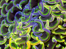 Load image into Gallery viewer, Toxic Sun Euphyllia Ancora