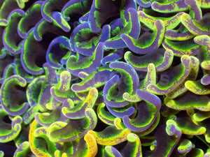 Toxic Sun Euphyllia Ancora