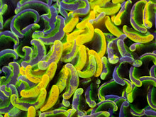 Load image into Gallery viewer, Toxic Sun Euphyllia Ancora