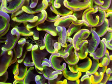 Load image into Gallery viewer, Toxic Sun Euphyllia Ancora