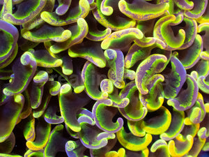 Toxic Sun Euphyllia Ancora