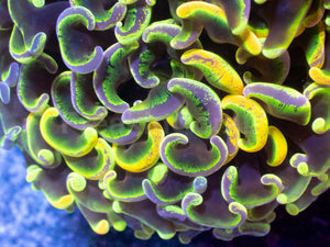 Toxic Sun Euphyllia Ancora