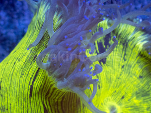 ElectroBuzz Catalaphyllia