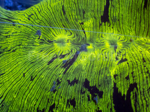 ElectroBuzz Catalaphyllia