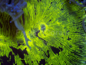 ElectroBuzz Catalaphyllia