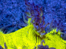 Carregar imagem no visualizador da galeria, ElectroBuzz Catalaphyllia