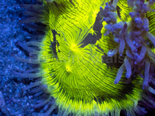 Carregar imagem no visualizador da galeria, ElectroBuzz Catalaphyllia