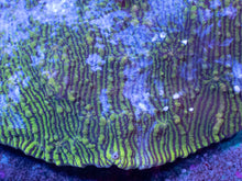 Load image into Gallery viewer, Ocean Stripes Mycedium