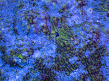 Load image into Gallery viewer, Ocean Stripes Mycedium