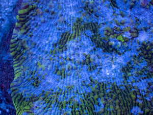 Ocean Stripes Mycedium