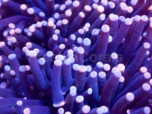 Galaxy Torch Euphyllia