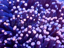 Load image into Gallery viewer, Galaxy Torch Euphyllia