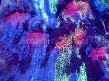 Carregar imagem no visualizador da galeria, Galaxy Stripes Mycedium