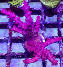 Load image into Gallery viewer, Red Devil Fingers Acropora – Frag